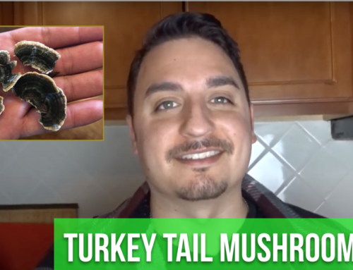 How to Make Turkey Tail Mushroom Tea (Virus Immune Booster)